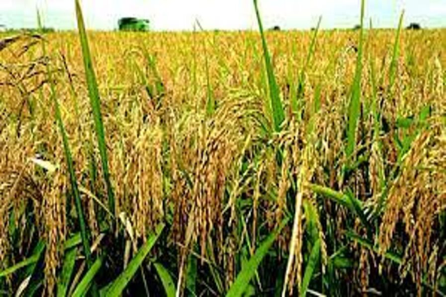 Thieves Cart Away Rice Paddies From Nasarawa Gov’t Farm