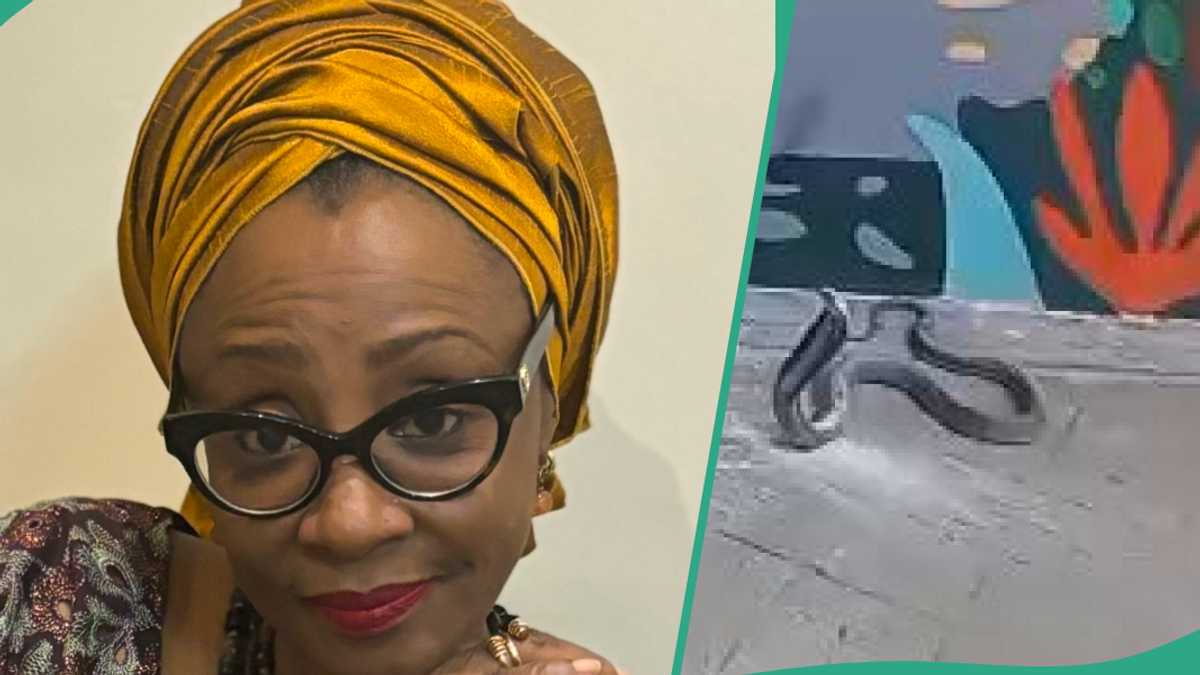 Video Shows Deadly Cobra at El-Rufai Wife’s House, “No Weapon Formed Against You Shall Prosper”