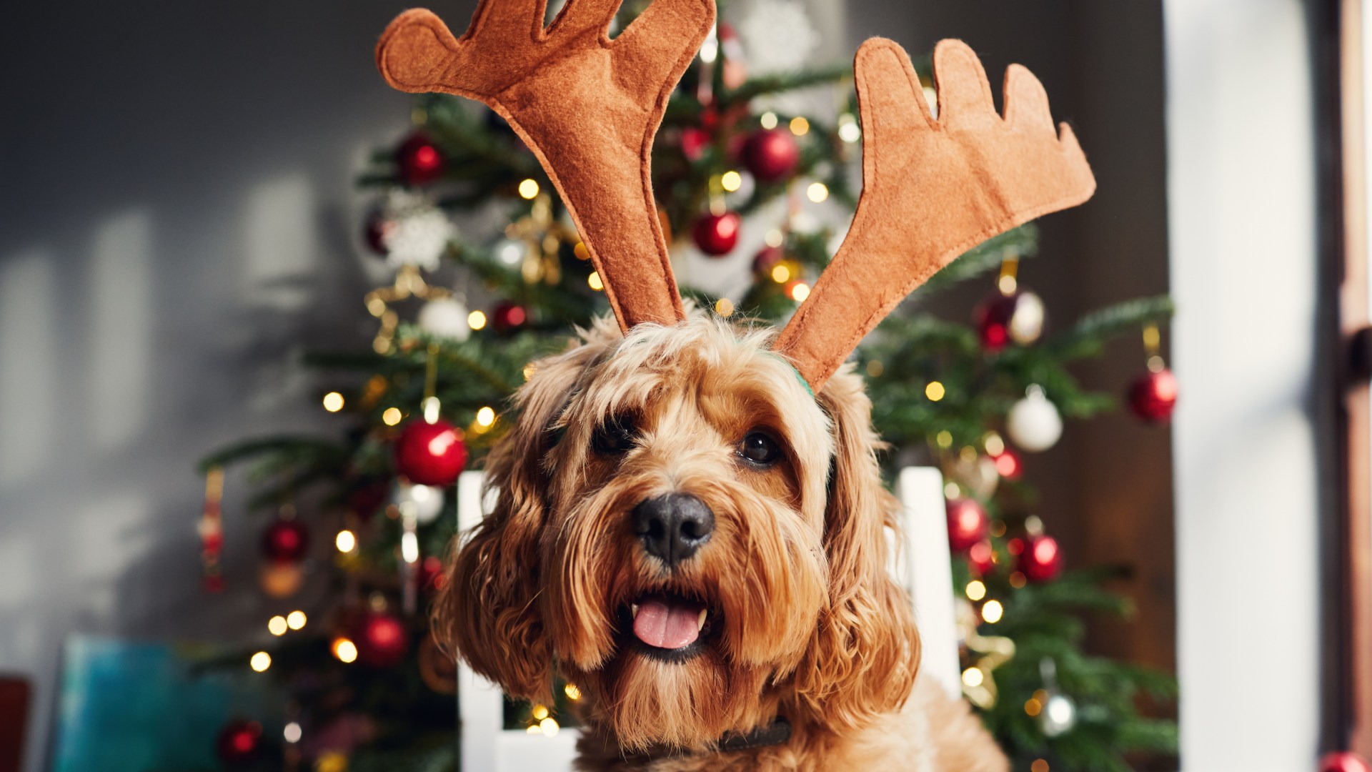 Warning to all dog owners over hidden chemical in common Christmas dog treat which can be deadly