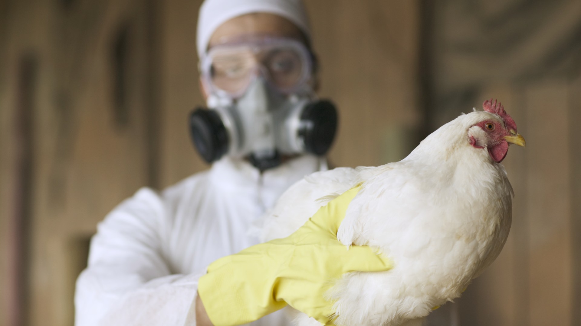 Another bird flu outbreak declared in UK as experts fear bug is ‘one mutation from pandemic’