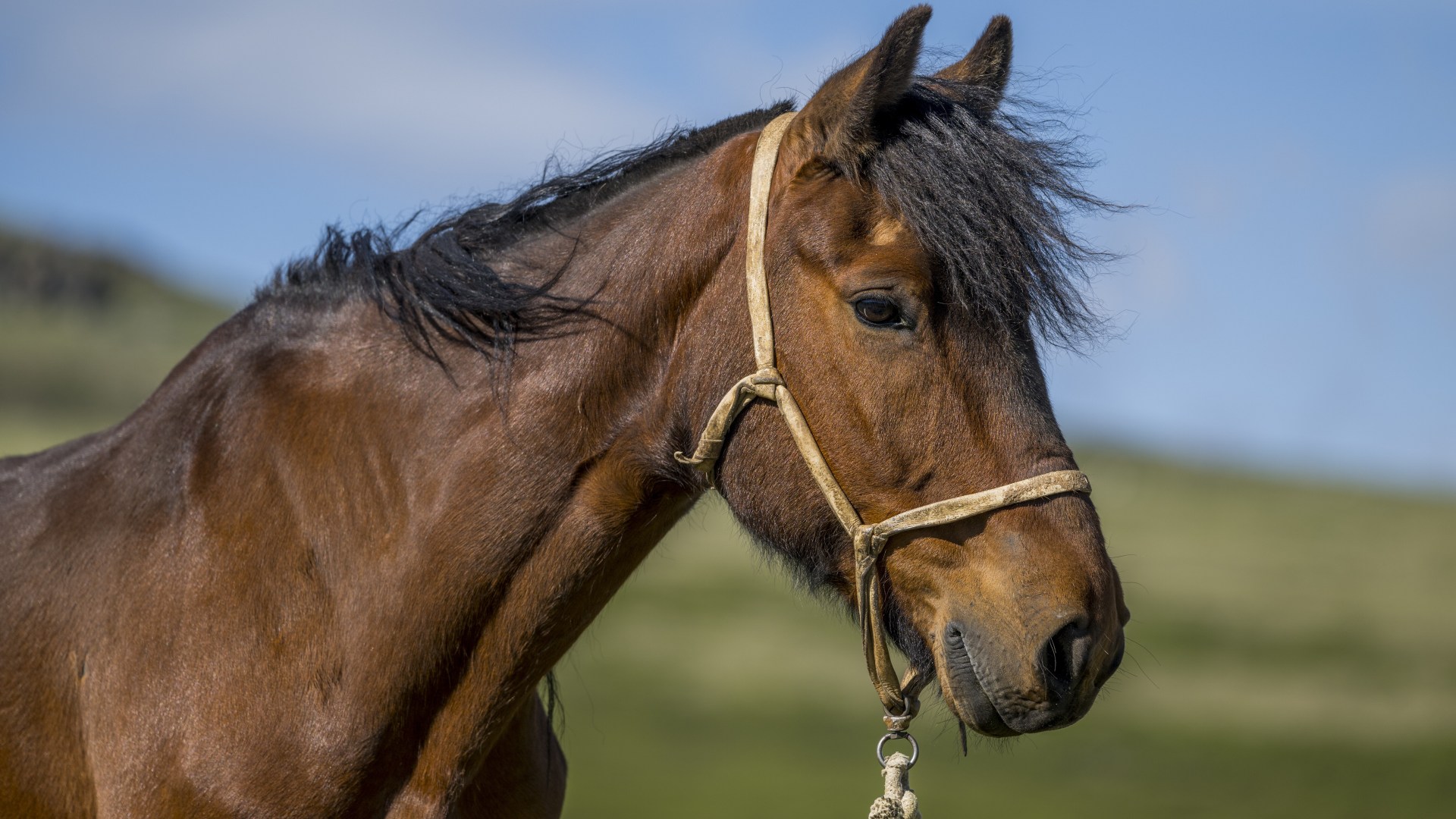 Bird flu can spread to horses without causing any symptoms - raising fears of new viral strains spreading to humans