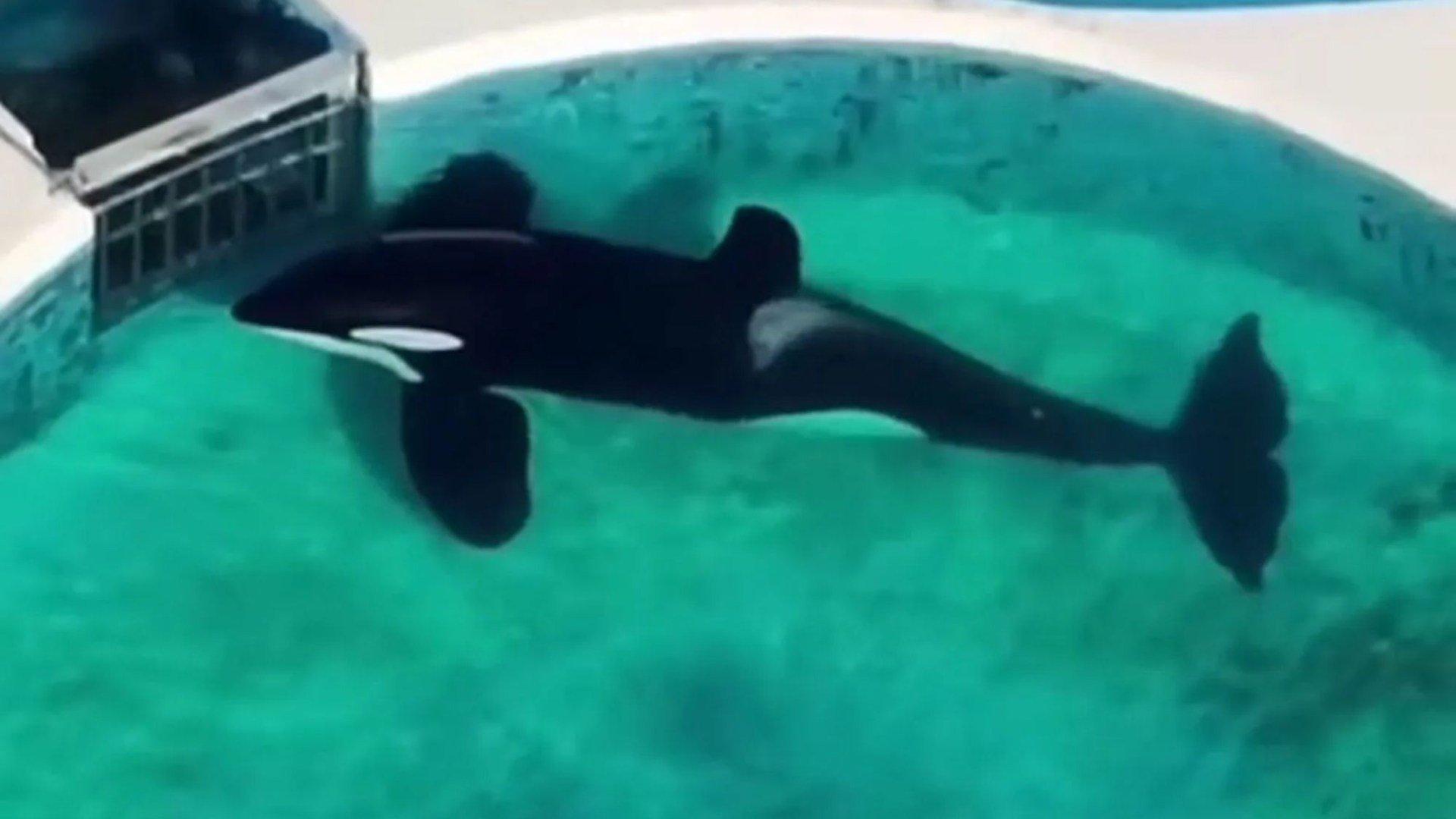 'World's loneliest orca' has 'bent body' after 32 YEARS trapped in tiny pool as vid shows killer whale lying motionless