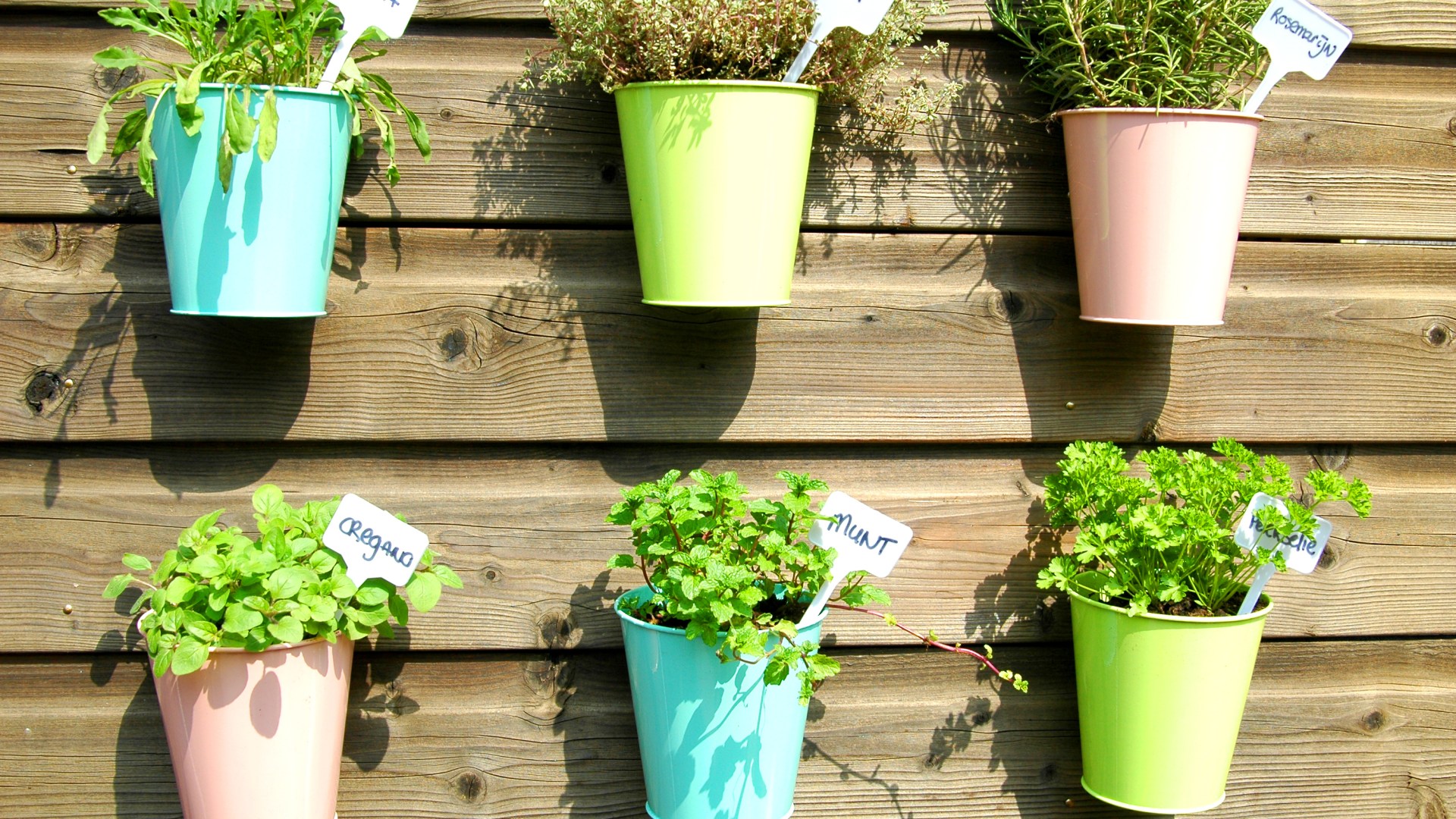 Six money saving tips for growing herbs at home