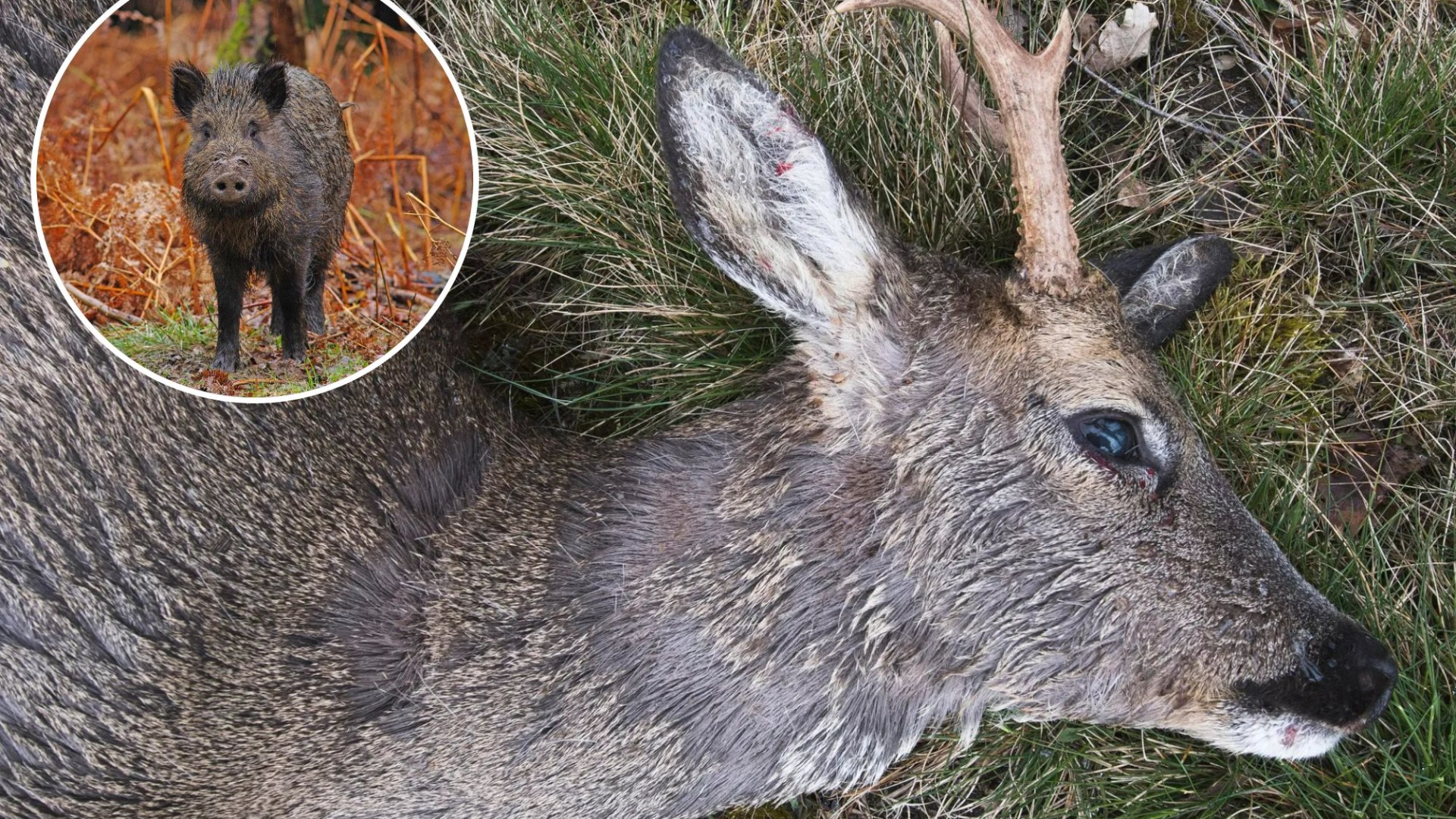 'Zombie deer disease' detected in pigs raising fears 'brain-destroying proteins' could spread to humans via PORK