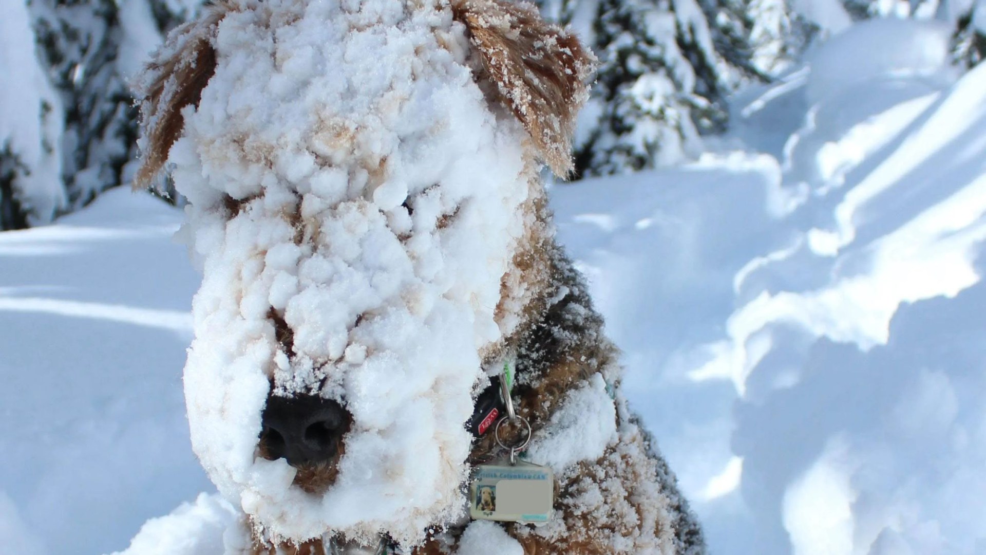 Adorable pictures show dogs making most of the snow as temperatures plummet to -14c