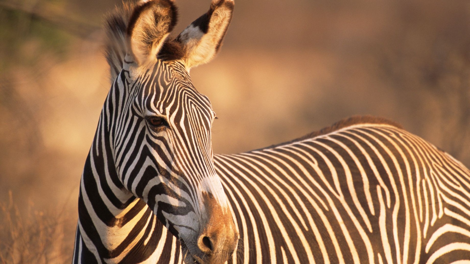 Children watched in horror as rhino killed a zebra in shocking attack at UK zoo