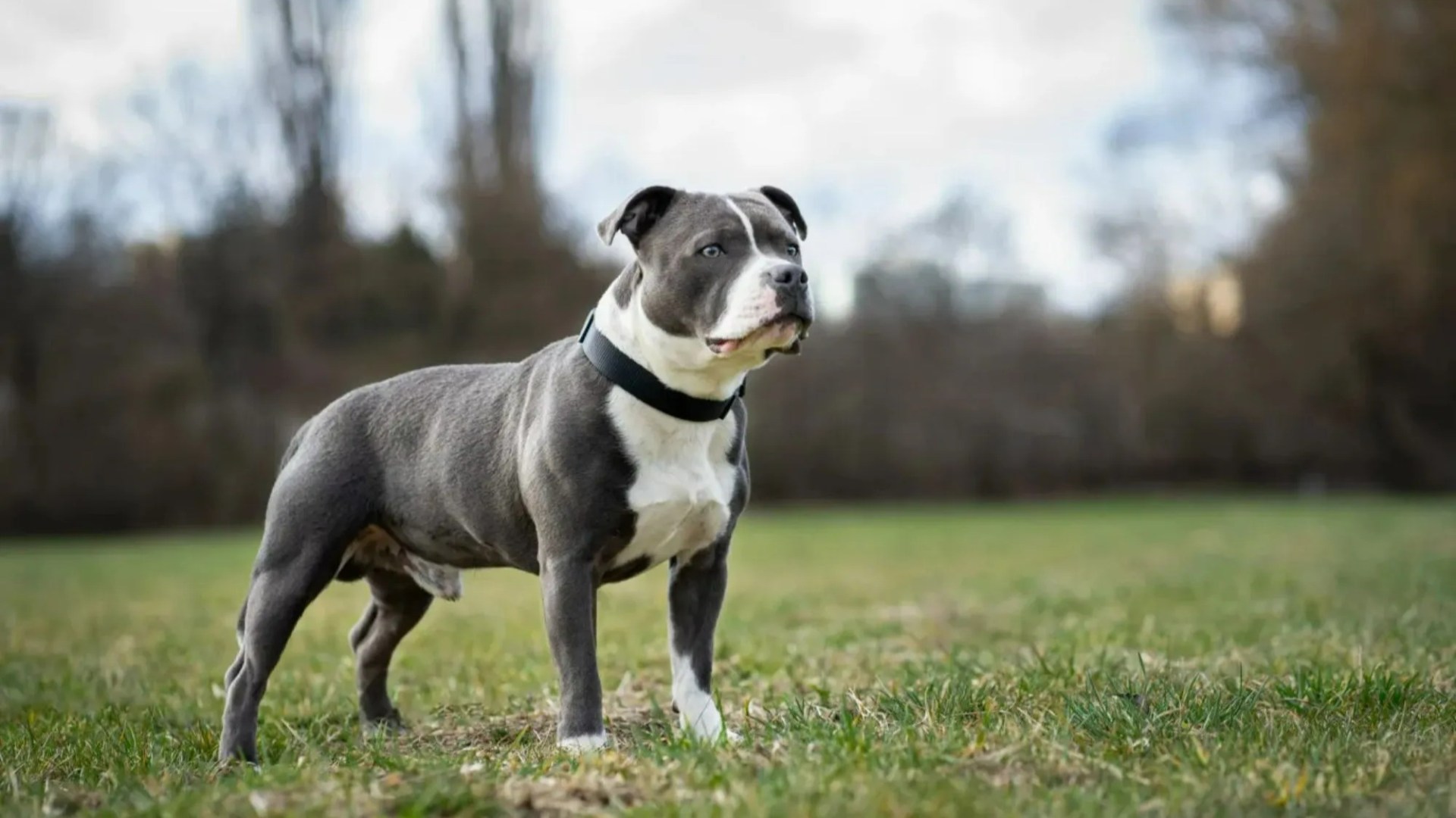 Mum and boy, 4, mauled by dog in horror attack in Scots town