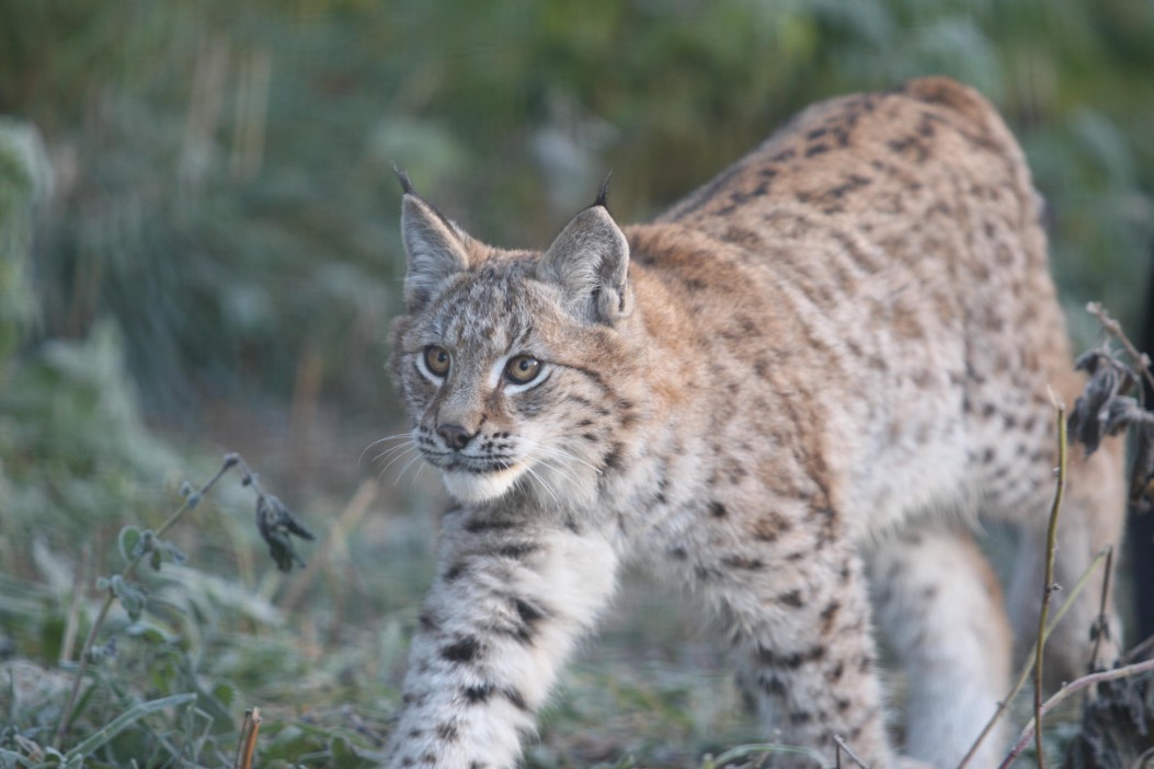 Two LYNX on the loose in UK after ‘illegal release’ as police warn public ‘do not approach’ – The Scottish Sun